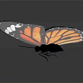 Monarch Butterfly With Orange Black Wings And White Spots On Dark Background