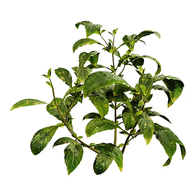 Lush Green Plant With Healthy Leafy Branches And Vibrant Foliage 3d model Lush Green Plant With Healthy Leafy Branches And Vibrant Foliage 3d model