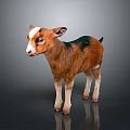 Adorable Fluffy Baby Goat Featuring Brown Black Fur And White Facial Markings Standing