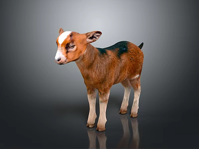 Adorable Fluffy Baby Goat Featuring Brown Black Fur And White Facial Markings Standing 3d model
