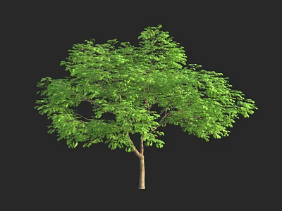 Lush Green Arbor With Dense Leaves And Brown Trunk On Black Background 3d model