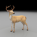 Modern Deer Animals 3d model