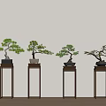 Four Bonsai Plants Displayed on Dark Wooden Stands Against Light Colored Wall with Wooden Floor