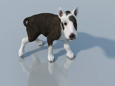 3D Model Brown And White Puppy Standing With Reflection On Gray Background 3d model