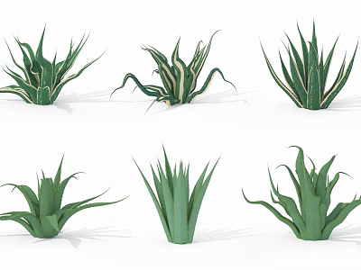 Green Leafy Aloe Vera Potted Plants With Different Varieties And Decorative Succulents 3d model