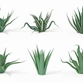 Green Leafy Aloe Vera Potted Plants With Different Varieties And Decorative Succulents