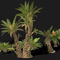 Various Sizes of Cycad Plants with Thick Trunks and Lush Green Pinnate Leaves