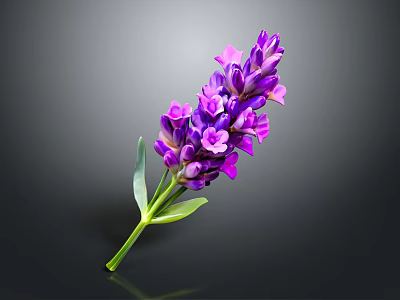 Purple Lavender Bouquet With Green Stem And Leaves On Dark Background 3d model