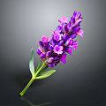 Purple Lavender Bouquet With Green Stem And Leaves On Dark Background