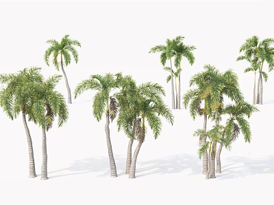 Lush Green Palm Trees With Long Fronds And Tall Trunks In Group 3d model