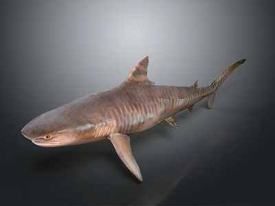 Realistic 3D Rendered Striped Brown Shark with Lifelike Features on Dark Background 3d model