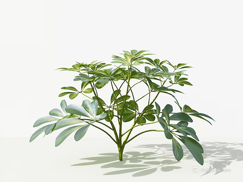 Vibrant Green Leafy Plant With Multiple Branches And Lush Foliage Against White Background 3d model 