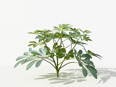 Vibrant Green Leafy Plant With Multiple Branches And Lush Foliage Against White Background 3d model