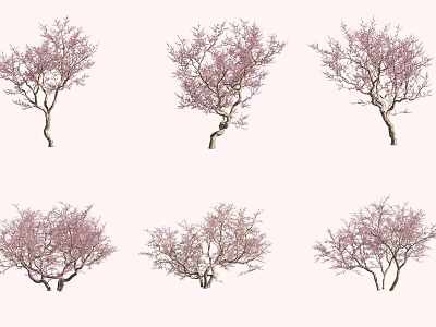 Six Beautiful Pink Blossom Trees With Graceful Branches Against White Background 3d model