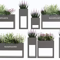 Stylish Potted Plants in Grey Pots with Green Foliage and Purple Flowers in Various Shapes
