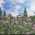 Blooming Purple And Pink Flowers Under Blue Sky With White Clouds And Tall Pine Trees