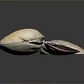 Colorful Clams Featuring White Orange Purple And Dark Textured Shells On Gray Background
