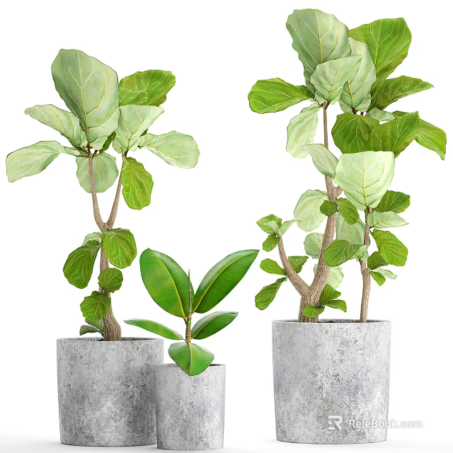 Fresh Potted Bonsai Plants with Large Green Leaves in Gray Concrete Pots 3d model 