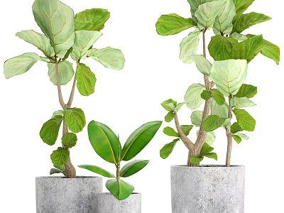 Fresh Potted Bonsai Plants with Large Green Leaves in Gray Concrete Pots 3d model