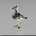 Seagull With White Body Grey Wings Orange Beak And Orange Feet On Dark Background