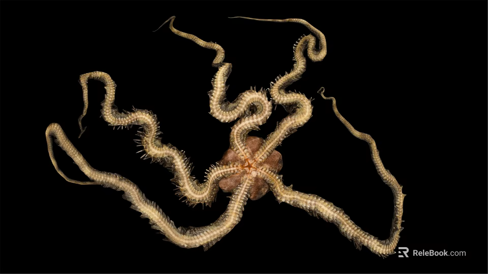 Brittle Star With Long Spiny Arms And Central Disc On Black Background 3d model 