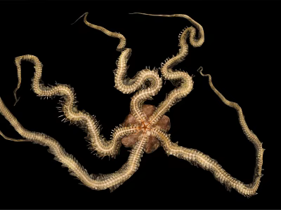 Brittle Star With Long Spiny Arms And Central Disc On Black Background 3d model