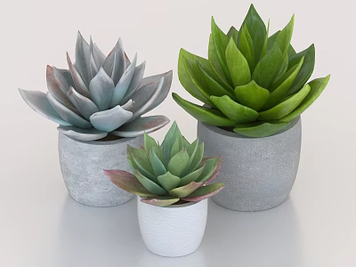 Succulent Plants With Green Grayish Purple Edged Leaves In Gray White Concrete Pots 3d model