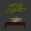 Beautiful Bonsai Pine Tree in Decorative White Pot on Carved Wooden Stand with Ornate Design
