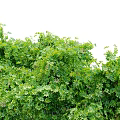 Lush Green Shrubs with Dense Foliage in Outdoor Garden Landscape