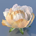 White and Pale Yellow Flower with Green Stem Leaves on Light Blue Background and Shadow