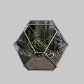 Succulent Bonsai Plants in Geometric Glass Terrarium with Pebbles and Sand
