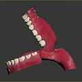 Anatomically Detailed Oral Organ Model With White Teeth And Pink Gums For Dental Education