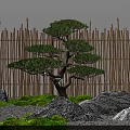 Japanese Style Courtyard Garden With Bonsai Pine Tree Bamboo Fence Rocks And Moss