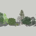Diverse Arbor Trees With Various Foliage And Tall Trunks In Landscape 3d model