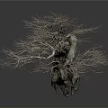 Withered Tree with Twisted Trunk Slender Branches and Rough Texture on White Background