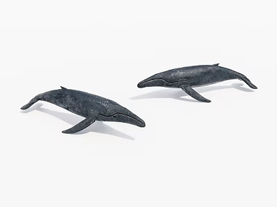 Two Black Whales With Sleek Bodies Swimming Side By Side In Ocean 3d model
