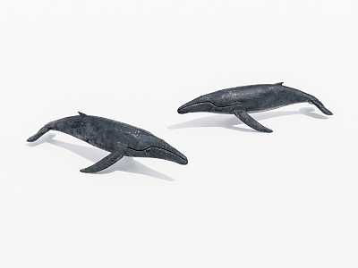 humpback whale model