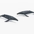 humpback whale 3d model