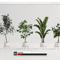 Various Types of Bonsai Potted Plants in White Ceramic Pots for Indoor Decor