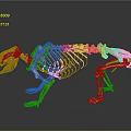 Golden Animal Skeleton in Standing Pose on Dark Background with Reflection
