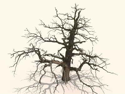 Leafless Tree With Gnarled Trunk And Bare Branches On Light Background 3d model