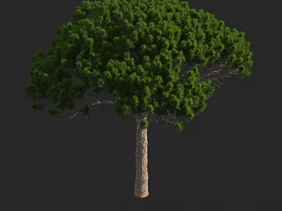 Tall Arbor With Lush Green Foliage And Sturdy Brown Trunk 3d model