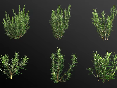 Bonsai Potted Plants With Lush Green Foliage And Various Natural Shapes 3d model