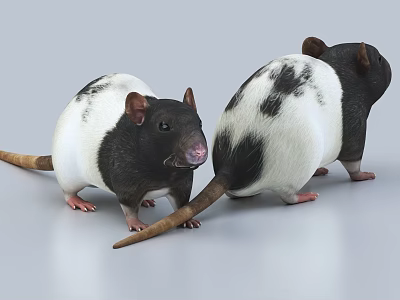 Two Black And White Rats Standing With Front And Back Views On Gray Background 3d model