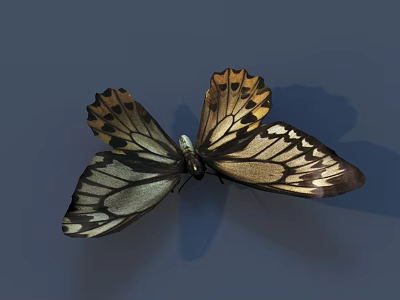 Beautiful Butterfly With Black Yellow And White Patterned Wings On Gray Background 3d model