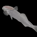 Unique Deep Sea Fish With Transparent Head And Slender Silver Body