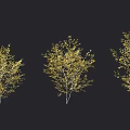 Multiple Yellow Trees Arranged Neatly In Two Rows With Black Background 3d model