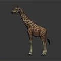 Brown And White Spotted Giraffe With Long Neck Standing Against Dark Background