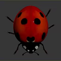 Ladybug With Red Back Black Spots Silver Head And Black Legs On Dark Reflective Surface