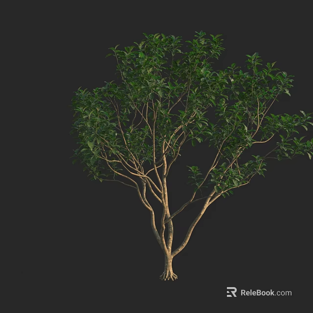 Single Arbor with Lush Green Leaves and Brown Trunk on Black Background 3d model
